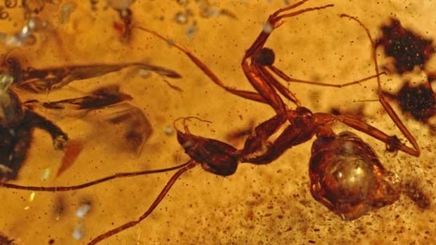 An ant's misfortune is science's gain ... this insect found in the Cambey amber deposit in western India has been preserved for millions of years.
