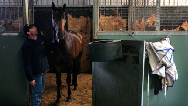 Big raps ... Testarhythm with strapper Sean Greenwood in the Newcastle stables of trainer Darren Smith.