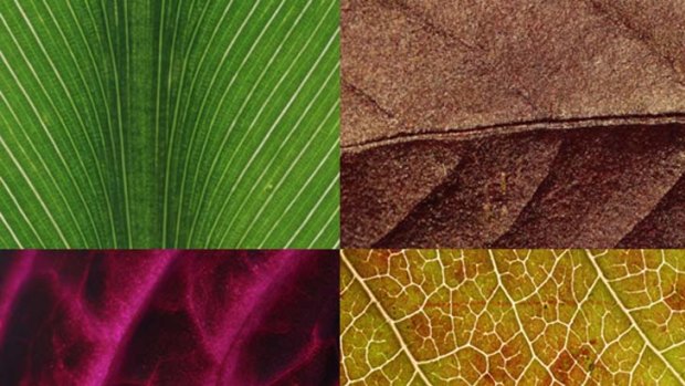 Patterns of life ... knowledge about veins in leaves may help plant breeders develop more resilient crops.