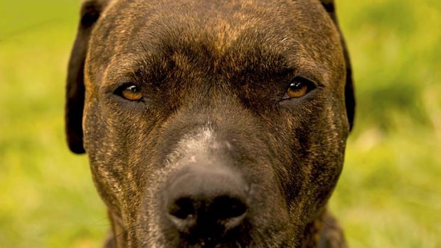 The Municipal Association of Victoria is investigating ways to improve the accuracy of restricted breed identification.
