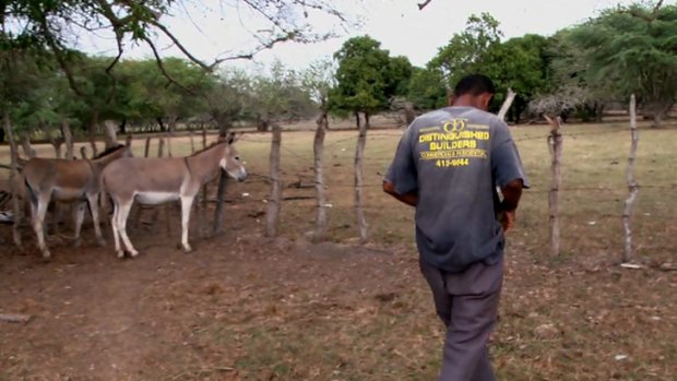 A man approaches a donkey prior to engaging in bestiality ... still from Donkey Love