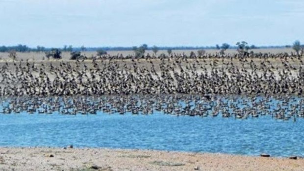 Mia Hunt's photograph, taken 18 months ago, of ducks congregating on the dam of her family's property.