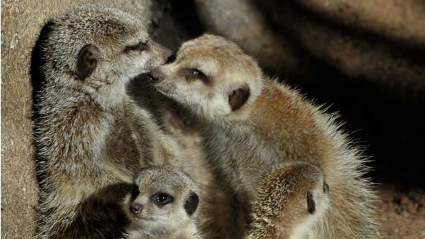 Meerkat kittens make their first public appearance at Melbourne zoo.