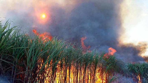 Sugar cane is prepared for harvest by burning off dead vegetation.