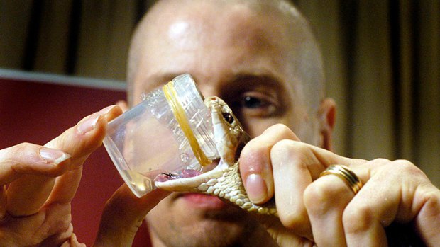 University of Queensland venomologist Bryan Fry milks a taipan.