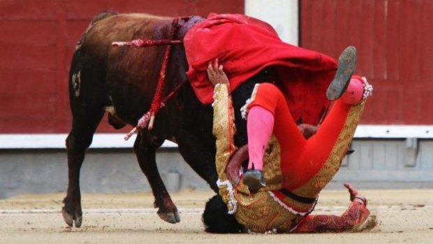 Another upset ... Spanish matador Jimenez Fortes becomes the third victim to be gored by a bull at the Las Ventas bullring in Madrid. The event was subsequently cancelled leaving three more bulls on the roster.