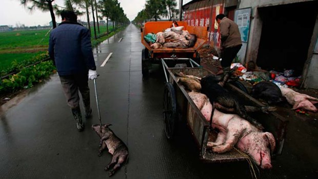 Workers deliver the bodies of dead pigs to a disposal facility in Jiaxing, near Shanghai.