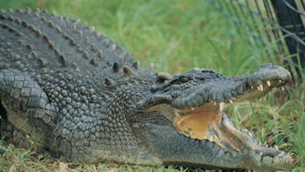 Saltwater crocodile 'Simmo' is one of 150 carnivores on display at Perth Zoo.