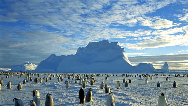 Lucky dip ... an emperor penguin rookery on the Weddell Sea.
