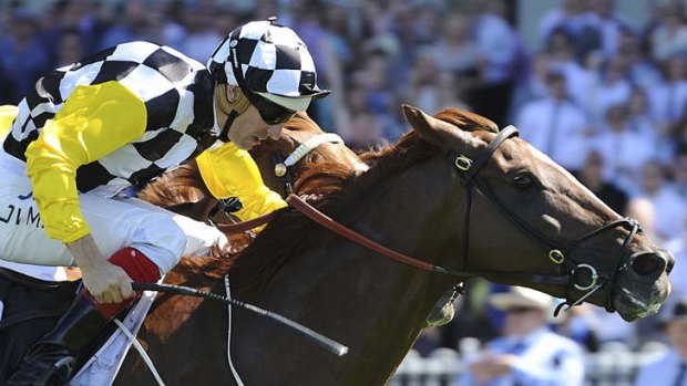 Long campaign: Hugh Bowman drives Eurozone home in the group 2 Stan Fox Stakes at Rosehill on Saturday.