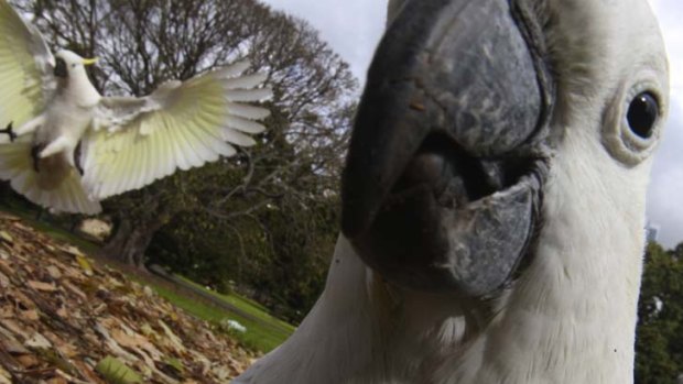 Here's looking at you ... a small flock of recalcitrant cockatoos is troubling residents of Potts Point and Elizabeth Bay and causing worsening damage to apartment buildings.