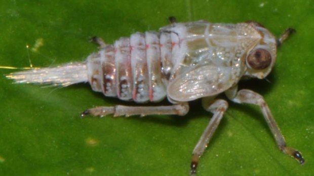 Sprung: The planthopper has provided evidence that the powerful jumps of insects are made possible by interacting gears in the hind legs.