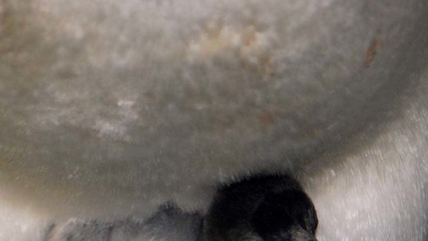 Sea World's new baby penguin.