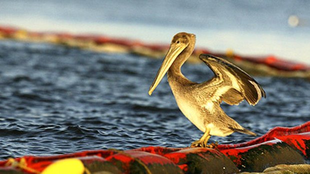 A young brown pelican near the oil spill disaster site.