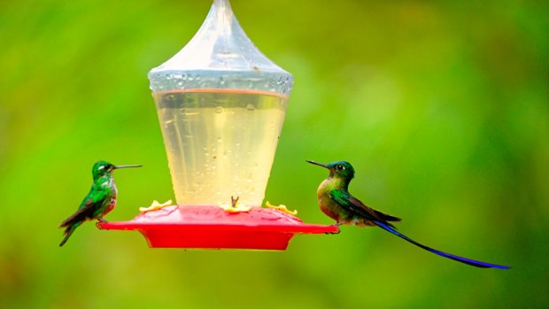 Hummingbirds are fed honeywater at the lodge's feeding station.