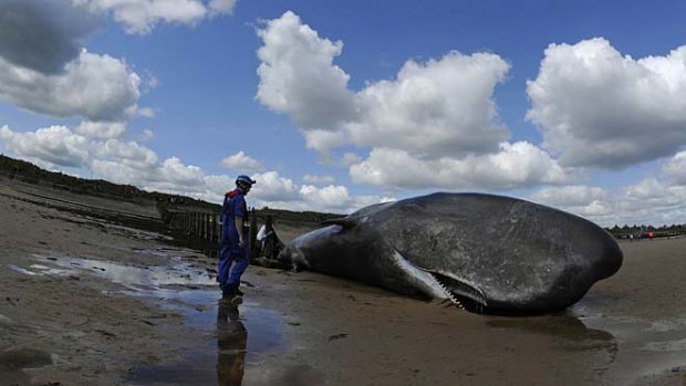 Died on the beach ... a 13-metre long sperm whale.
