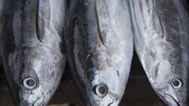 Environmentally friendly ... Australia now has a canned tuna deemed sustainable.