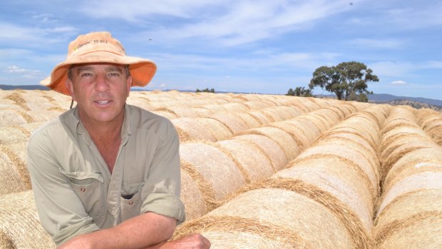 David Suttor and his 1000 bales of wheaten hay.