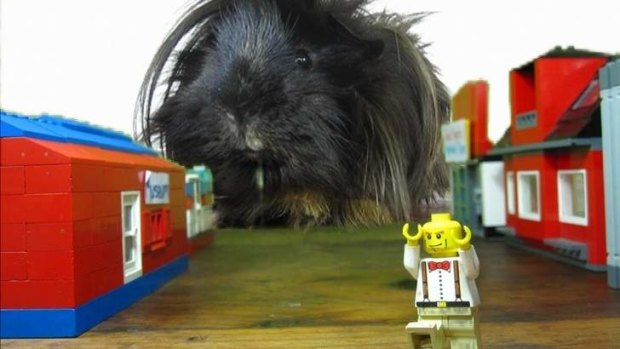 The 'giant' guinea pig that wreaks havoc in his award-winning Lego-themed movie.