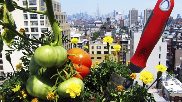 Meet your greens: Tomatoes ripen in the SoHo Grand's rooftop garden.