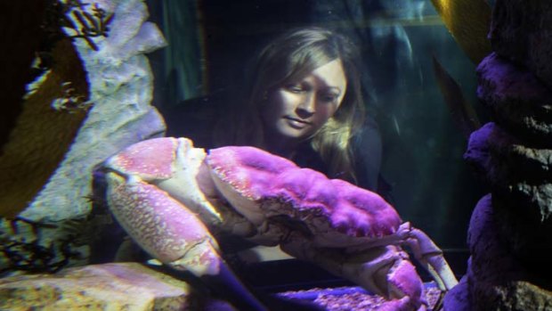 It's a crustacean's life ... Amy Wilkes with Bruce the giant Tasmanian crab, in his enclosure at Sydney Aquarium before the Claws exhibition, which opens today.