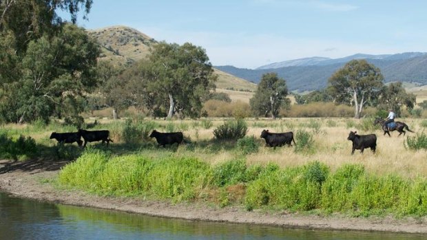 Cattle grazing alongside the Murray River at Towong Hill Station.