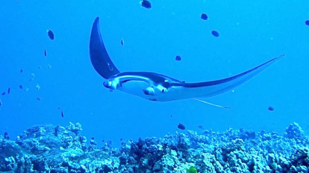 Visitors: Manta rays can turn up at Manta Village off the Kona coast.