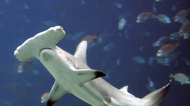 A UN wildlife trade bodyhas rejected a proposal to protect heavily fished hammerhead sharks.
