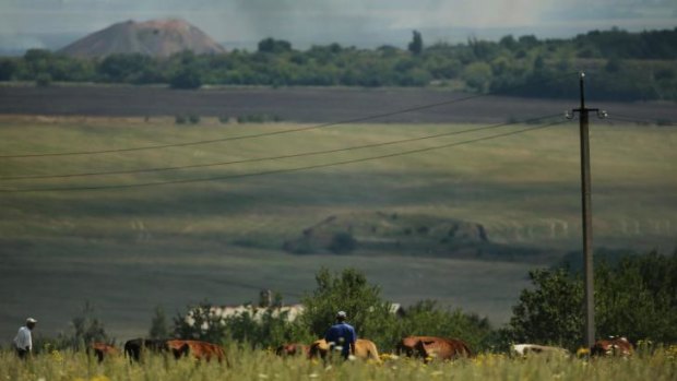 A man herds his cattle on high ground in Kirovskoye overlooking the MH17 crash site where Ukrainian forces and Pro-Russian rebel fighters engage in at least seven different battles.  