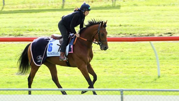 Outsider: Ruscello, working at Werribee, is only a slim hope to make the Melbourne Cup.