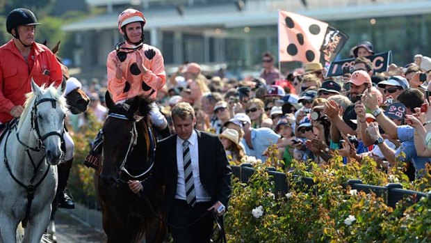 The people's favourite .... Black Caviar returns to the mounting yard.