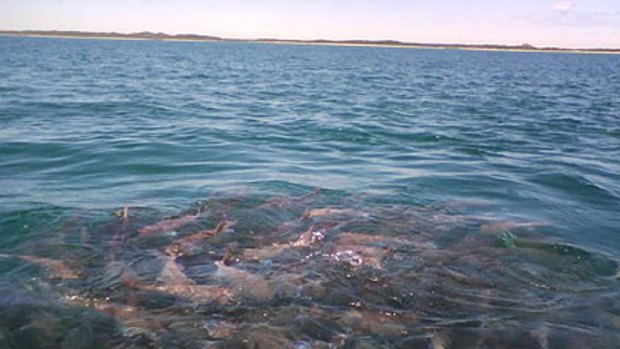 Spawning snapper create a whirlpool in Cockburn Sound.
