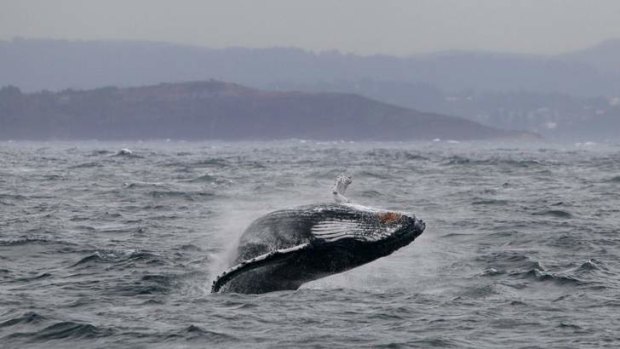 A Humpback Whale breaches off Sydney's Northern Beaches