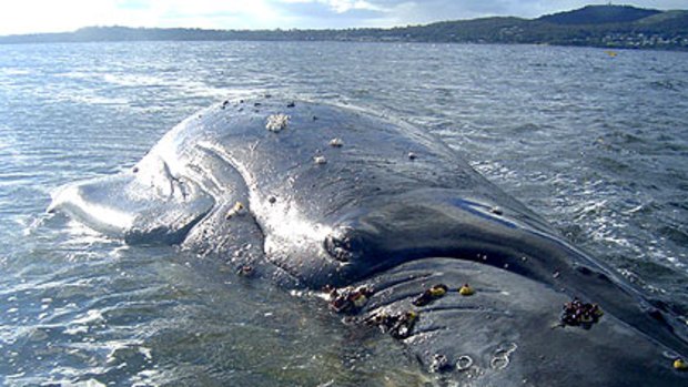 Stranded whale blown up