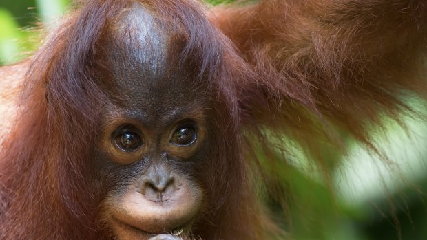 Orangutans have an openness that's almost baby-like.