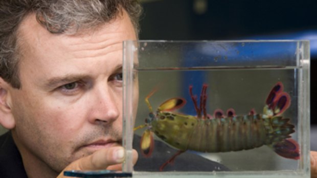 Professor Justin Marshall from the UQ School of Biomedical Sciences with a Mantis shrimp.
