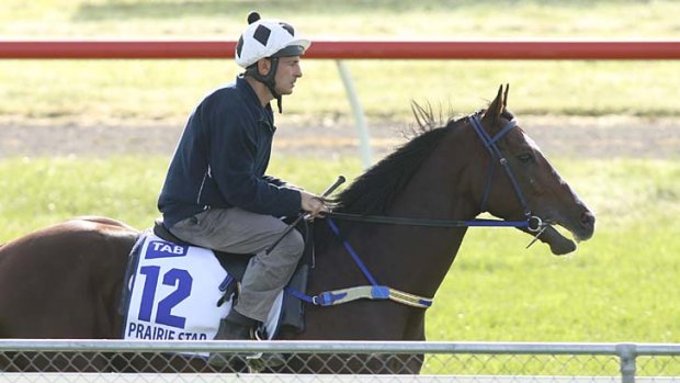 Blooming ... French stayer Prairie Star works at Werribee this week in preparation for his debut in the $150,000 David Jones Cup at Caufield tomorrow. He was being kept safe at $6.50 overnight.