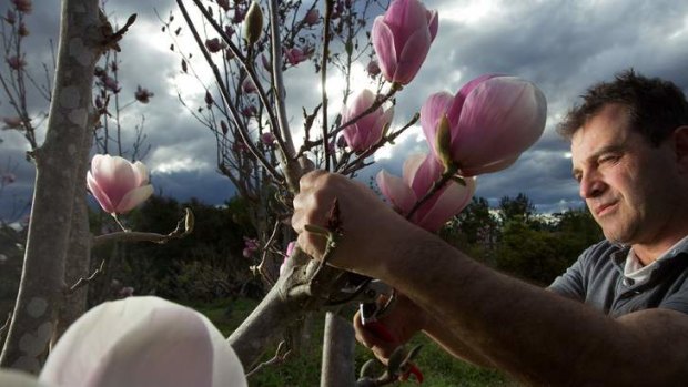 Bloomin' weather: Lorenzo Leoncino inspects his crop of deciduous magnolias.