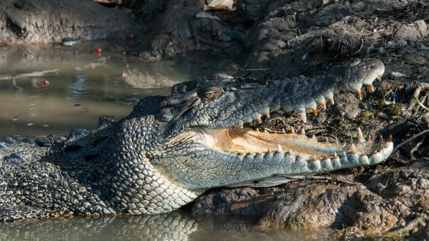 A saltwater crocodile has attacked a woman in Wyndham in the north of WA.
