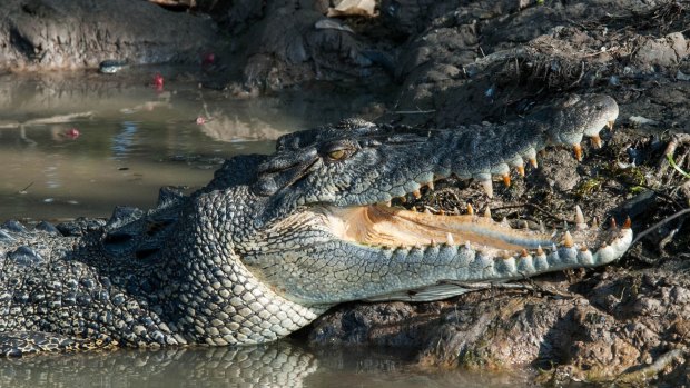 Attack... a brave India mother 'bats croc to save daughter' while washing clothes in the river.