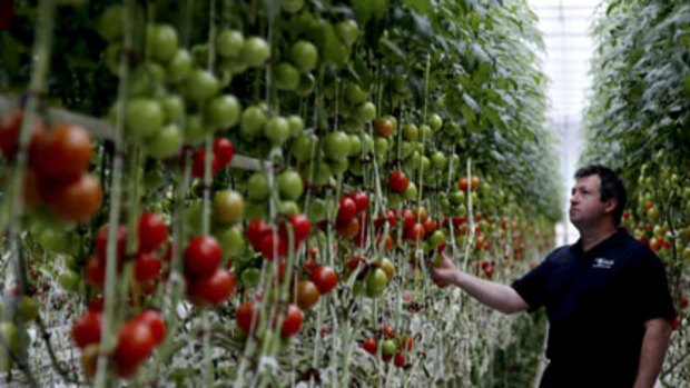 Rich pickings ... Rodney Merritt, the maintenance manager of Tomato Exchange, which Guyra is not keen to share, checks the crop.