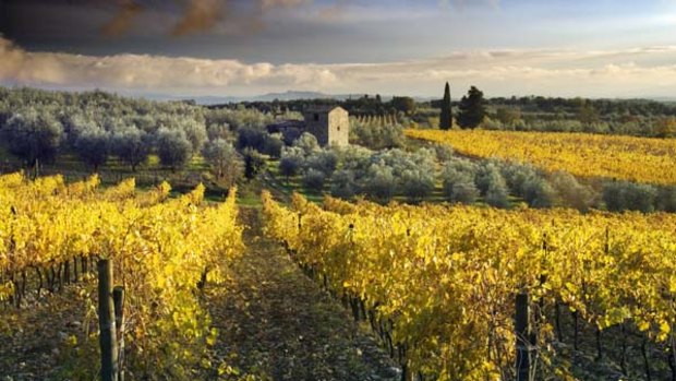 La dolce vita ... the famed vineyards of Chianti.