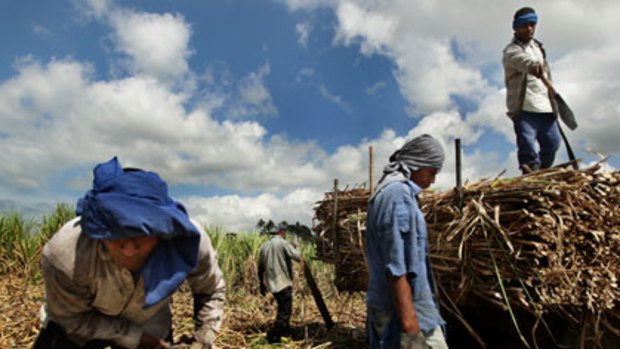 An industry that sustains 200,000 people...workers harvest a cane plantation in the Nadroga Sigatoka region.