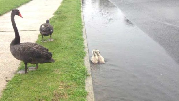 Two baby swans have been rescued after being sucked into a Perth storm water drain.