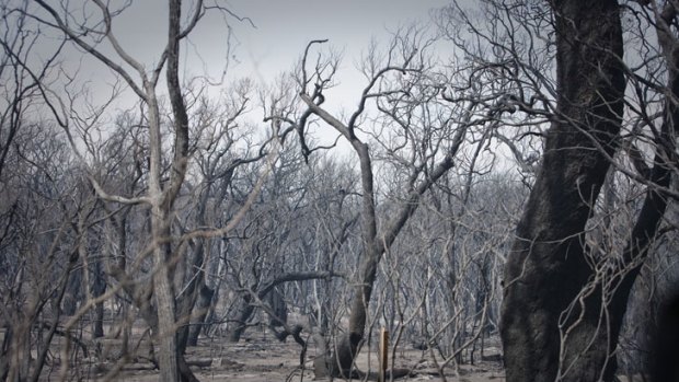 Burned and charred trees are seen after a bush fire swept through the area.