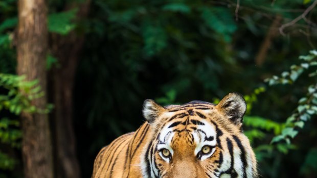 The holy grail: A Bengal tiger.