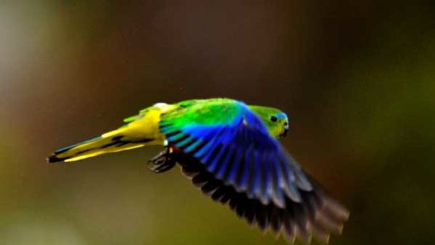 An object of beauty, critically endangered: the orange-bellied parrot in flight.