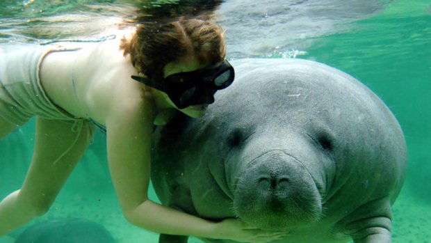 Reef relaxation ... a cuddly manatee.