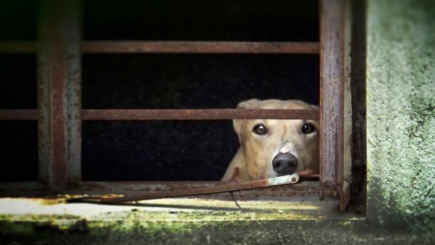 Canidrome Greyhound Racetrack, Macau, where Australian greyhounds are being exported to race and die. 