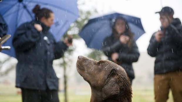 News
Jayson Mesman with Truffle hunting dog Willow gives a guided tour on how to hunt for Truffles on a wet Canberra day
The Canberra Times
Date: 05 June 2016
Photo Jay Cronan